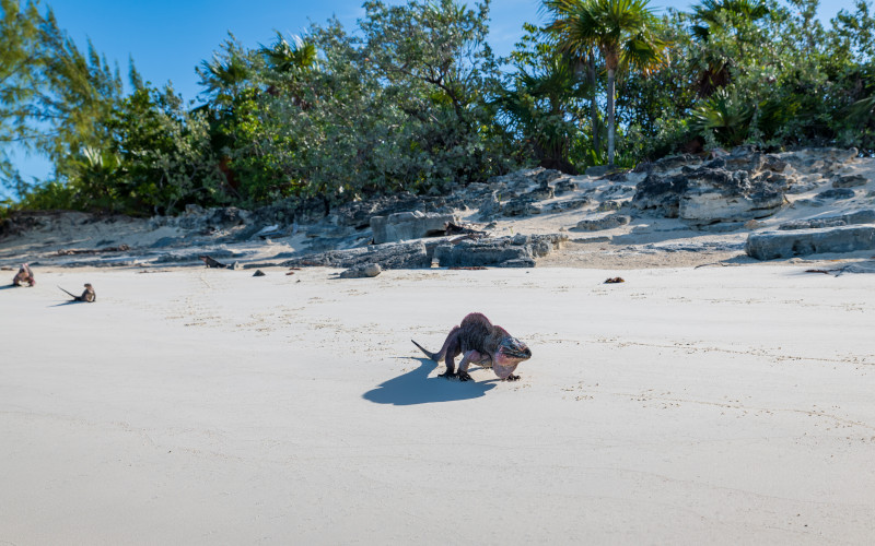 great exuma iguana allens cay